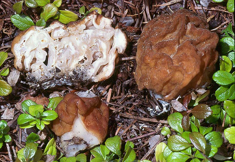 Gyromitra montana